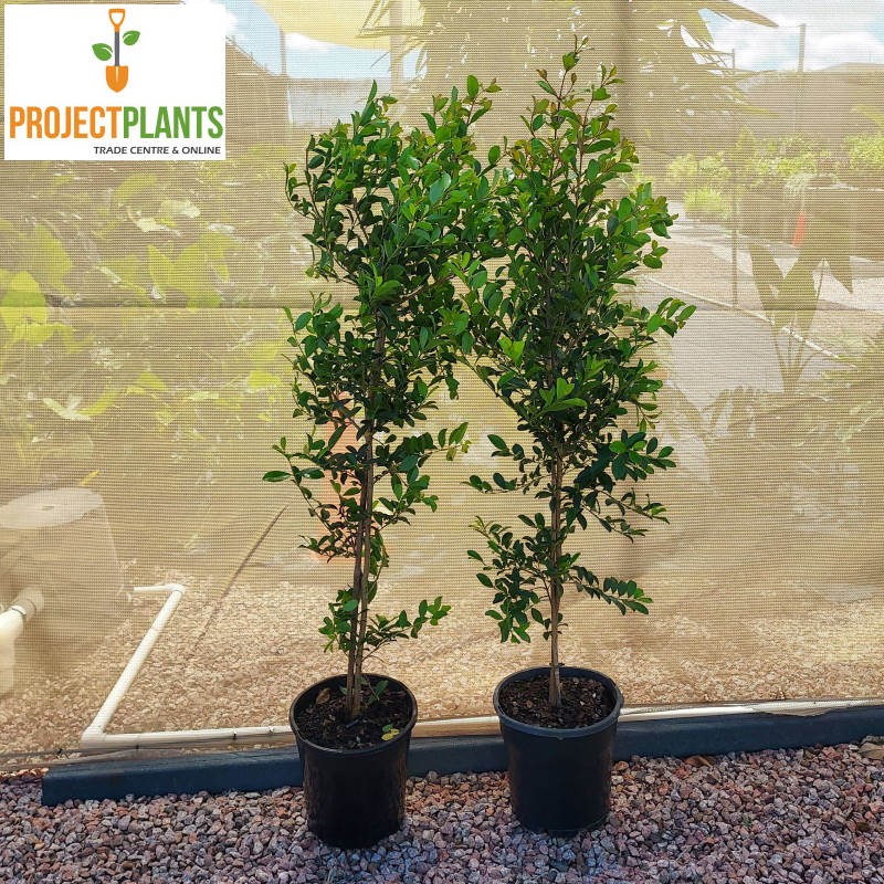 Syzygium Elite / Lilly Pilly 200mm