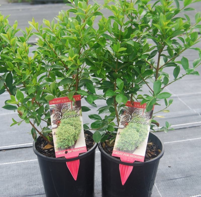 Syzygium Baby Boomer / Dwarf Lilly Pilly 200mm