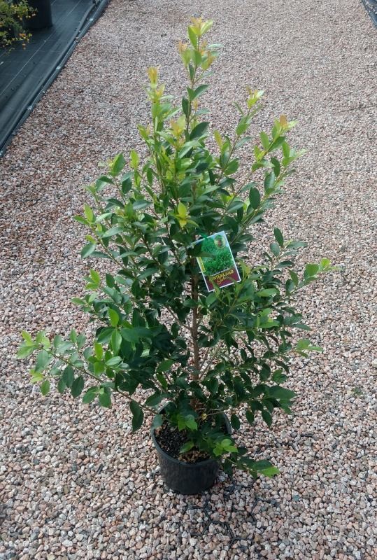 Syzygium Hinterland Gold / Lilly Pilly 200mm