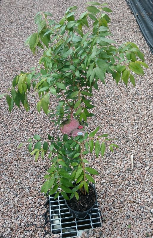 Syzygium Cascade / Lilly Pilly 200mm