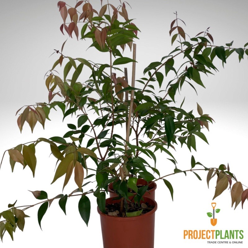 Syzygium Cascade / Lilly Pilly 200mm