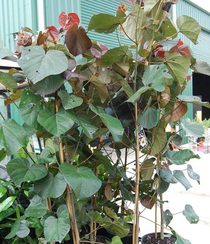 Hibiscus tiliaceus Rubra / Cottonwood 200mm