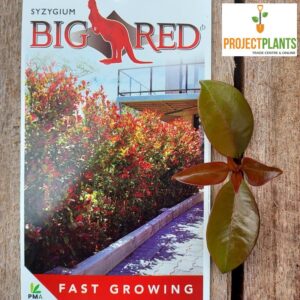 Syzygium Big Red / Lilly pilly 200mm
