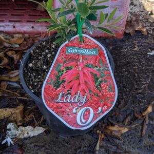 Grevillea Lady 'O' 140mm