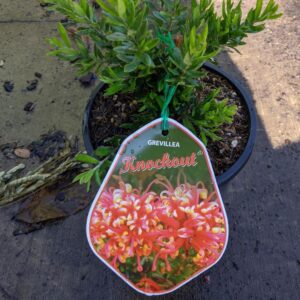 Grevillea Knockout 140mm