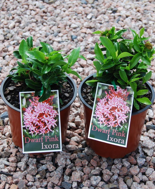 Ixora Dwarf Pink 140mm