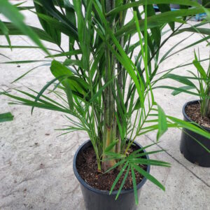 Ptychosperma macarthurii / Macarthur Palm 200mm