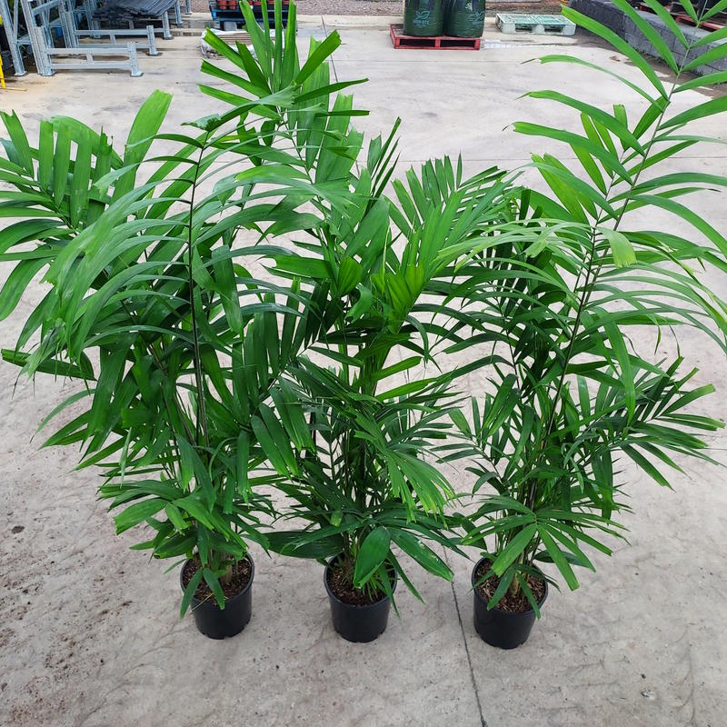 Ptychosperma macarthurii / Macarthur Palm 200mm