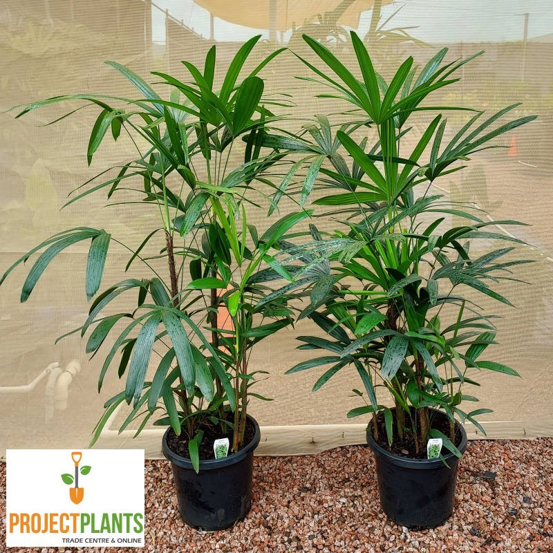 Rhapis excelsa / Lady Palm 140mm
