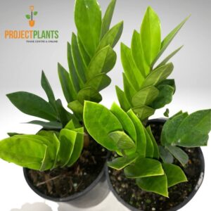 Zamioculcas zamiifolia / Zanzibar Gem 250mm