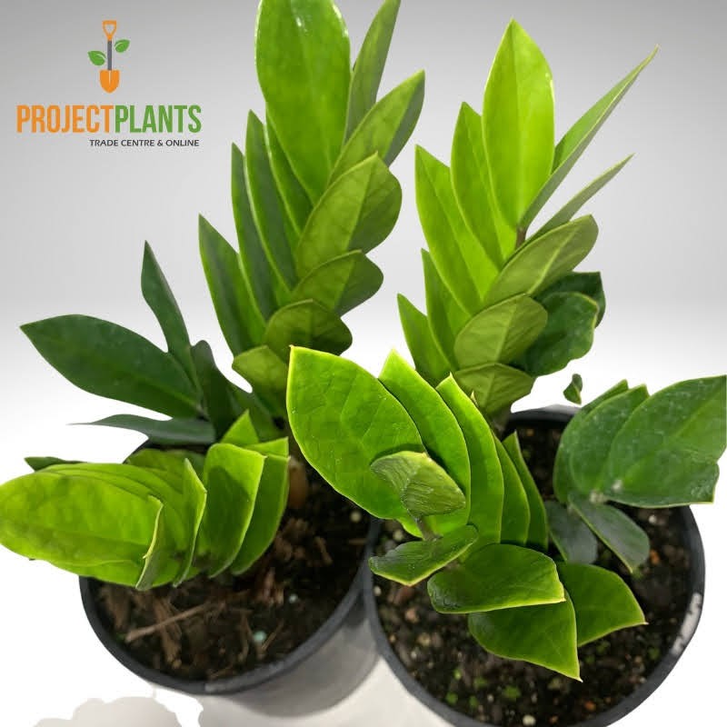 Zamioculcas zamiifolia / Zanzibar Gem 250mm