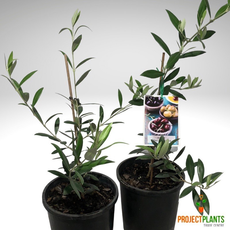 Olea europaea / Olive 200mm