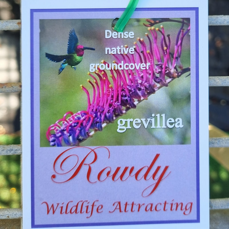 Grevillea Rowdy 140mm