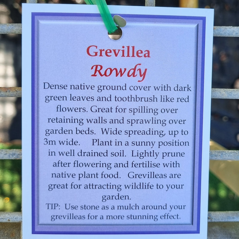 Grevillea Rowdy 140mm