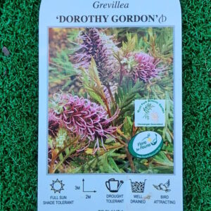 Grevillea Dorothy Gordon 140mm