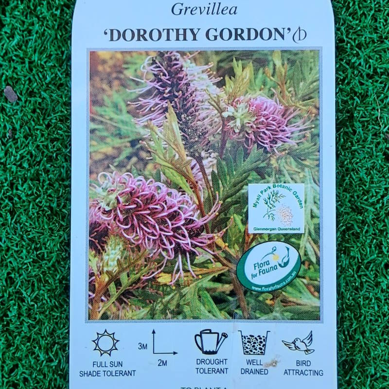 Grevillea Dorothy Gordon 140mm
