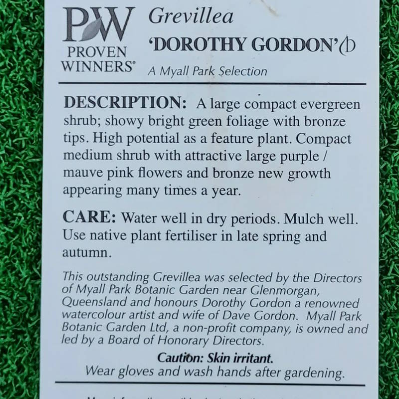 Grevillea Dorothy Gordon 140mm