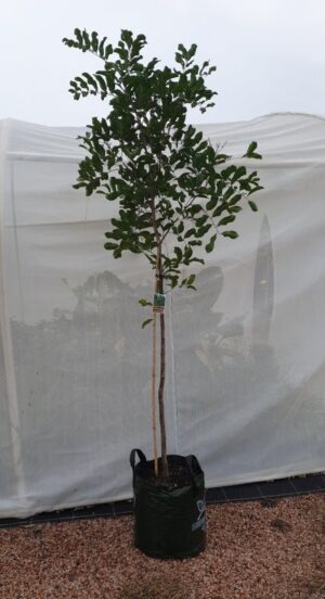 Cupaniopsis anacardioides / Tuckeroo 45L