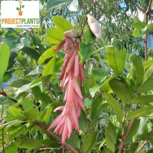 Maniltoa lenticellata / Handkerchief Tree 200mm