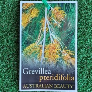 Grevillea pteridifolia / Golden grevillea 200mm