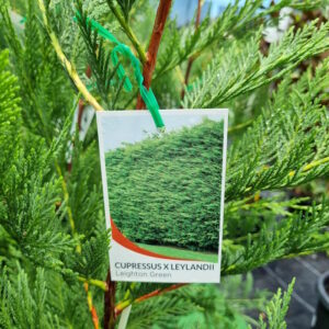 Cupressus leylandii / Leighton Green 200mm