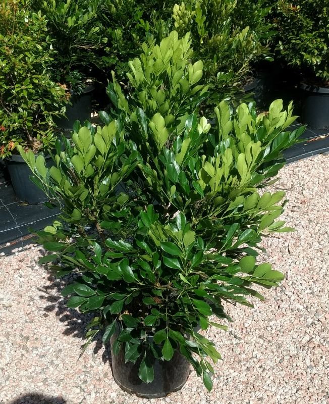 Radermachera kunming / Dwarf Tree Jasmine 200mm