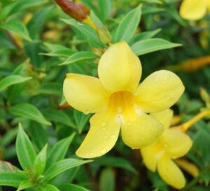 Allamanda Sunnee 140mm