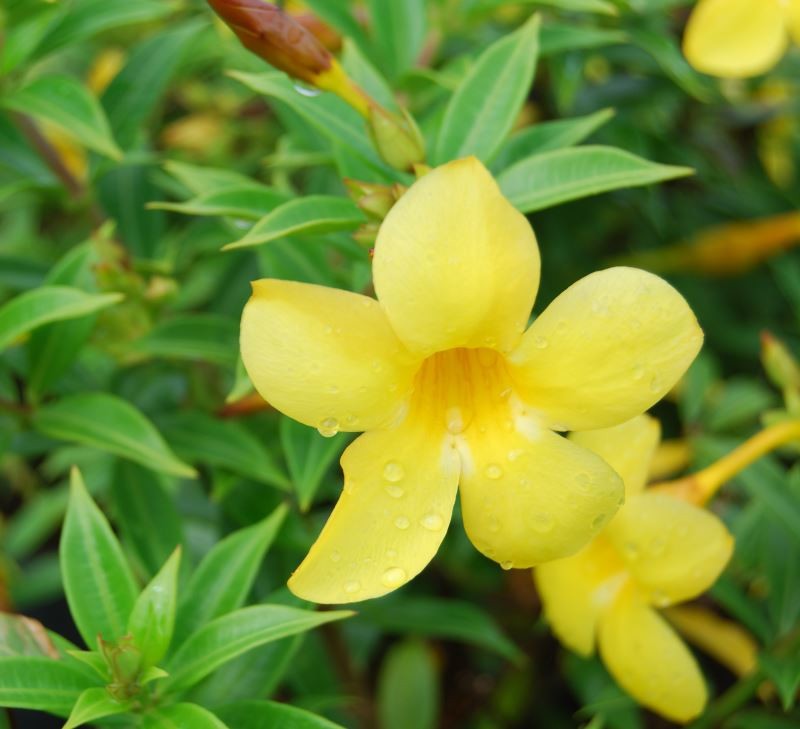 Allamanda Sunnee 140mm