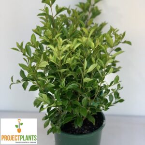 Syzygium Baby Boomer / Dwarf Lilly Pilly 140mm