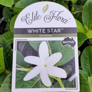 Gardenia psidioides Glennie River / Whitestar 140mm