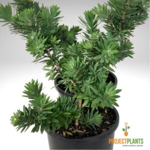 Callistemon Little John / Bottlebrush 140mm