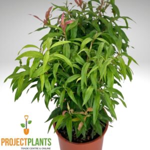 Callistemon Great Balls of Fire 140mm
