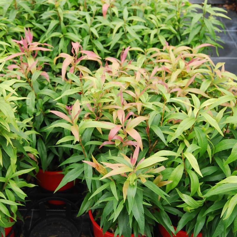 Callistemon Great Balls of Fire 140mm