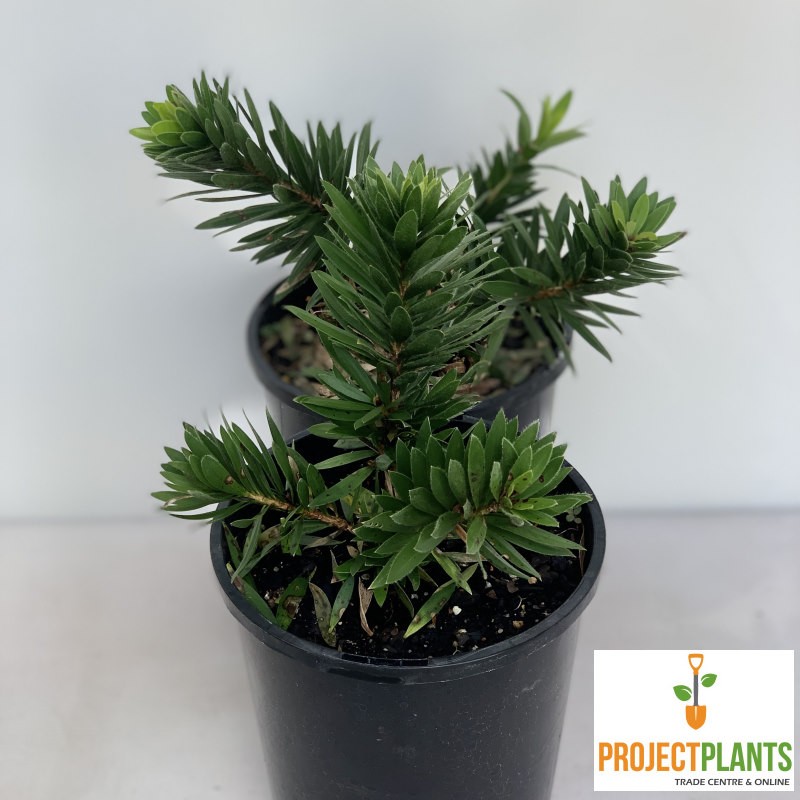 Callistemon Little Caroline / Dwarf Bottlebrush 140mm