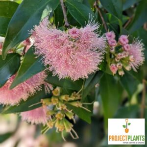 Syzygium Cascade / Lilly Pilly 140mm