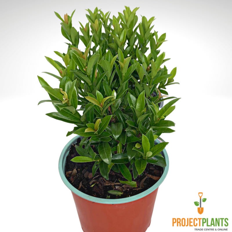 Ixora Dwarf Yellow Sunshine 140mm