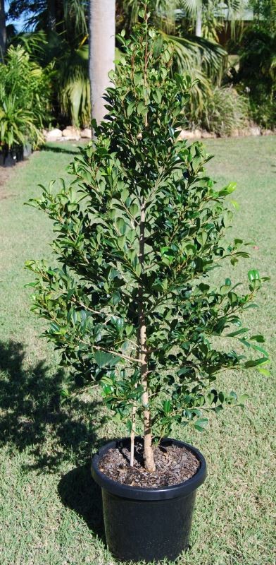 Syzygium Resilience / Lilly Pilly 200mm
