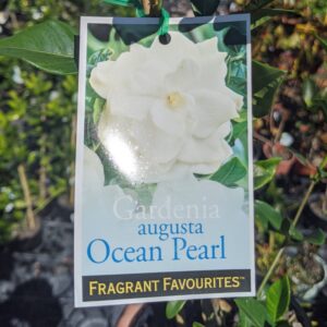 Gardenia Ocean Pearl 140mm