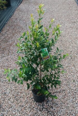 Syzygium Hinterland Gold / Lilly Pilly 200mm