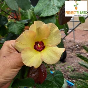 Hibiscus tiliaceus Rubra / Cottonwood 200mm