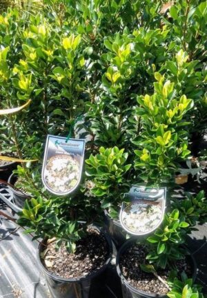 Raphiolepis Snow Maiden / Indian Hawthorn 140mm