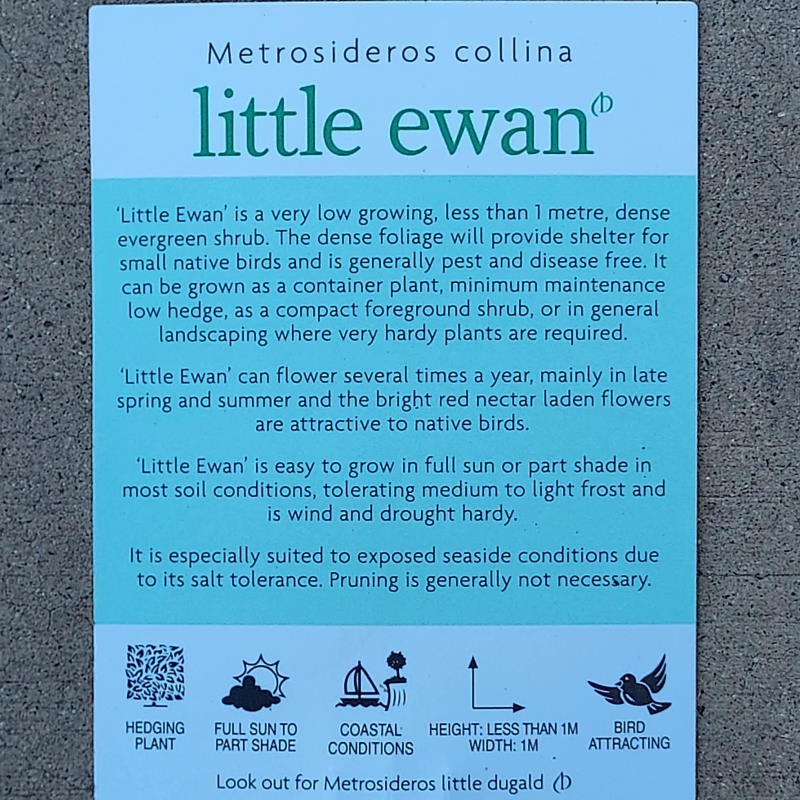 Metrosideros Little Ewan 140mm