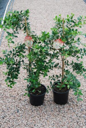 Syzygium Elite / Lilly Pilly 300mm