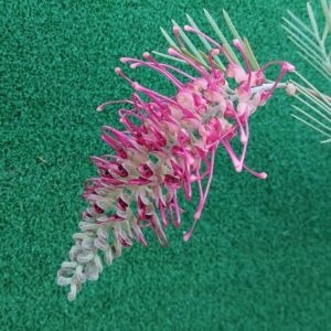 Grevillea Lana Maree 140mm