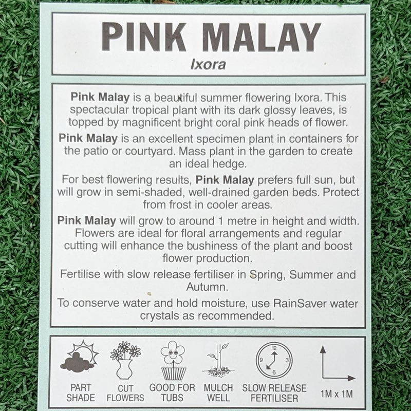 Ixora Pink Malay 140mm