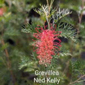 Grevillea Ned Kelly 140mm