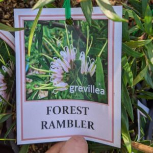 Grevillea Forest Rambler 140mm