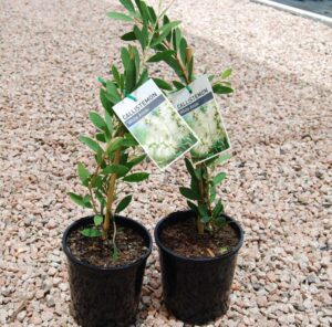 Callistemon White Anzac / Bottle Brush 140mm