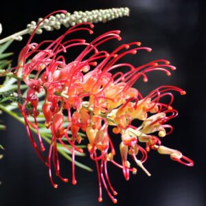 Grevillea Superb 140mm