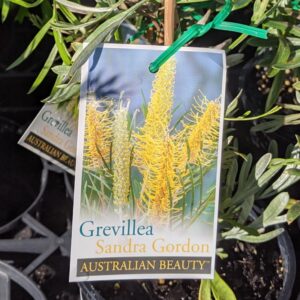 Grevillea Sandra Gordon 140mm